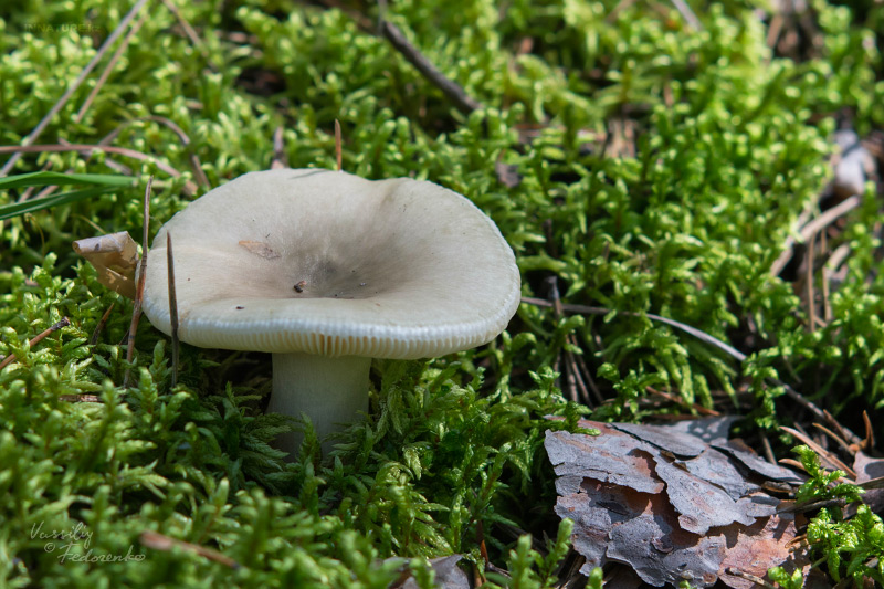 russula_02.jpg