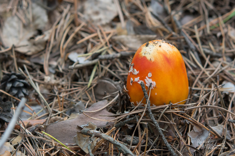 amanita-muscaria_01.jpg