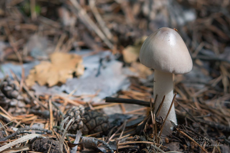 amanita_01.jpg