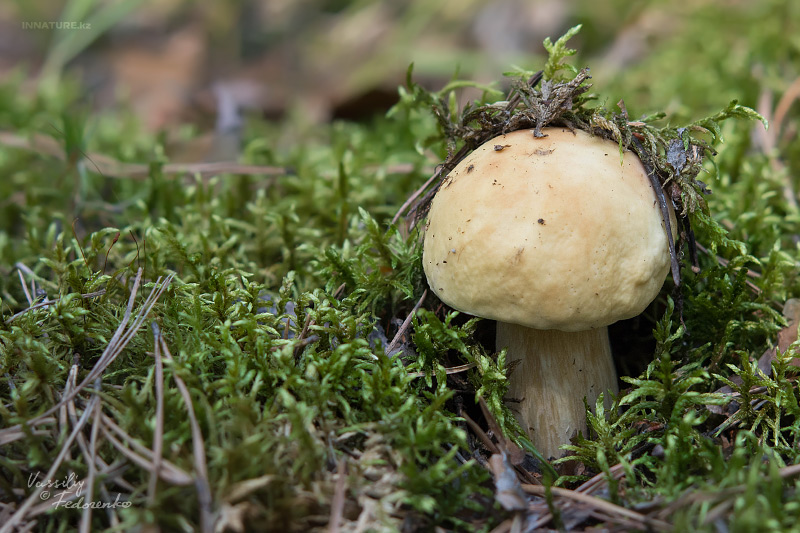 boletus-edulis_01.jpg