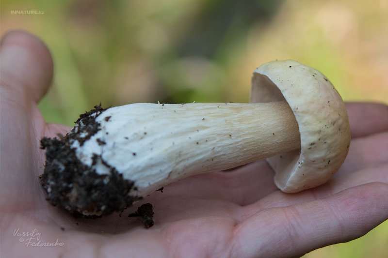 boletus-edulis_02.jpg