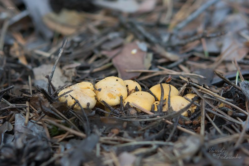 cantharellus-cibarius_01.jpg