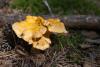 cantharellus-cibarius_01_t1_1.jpg