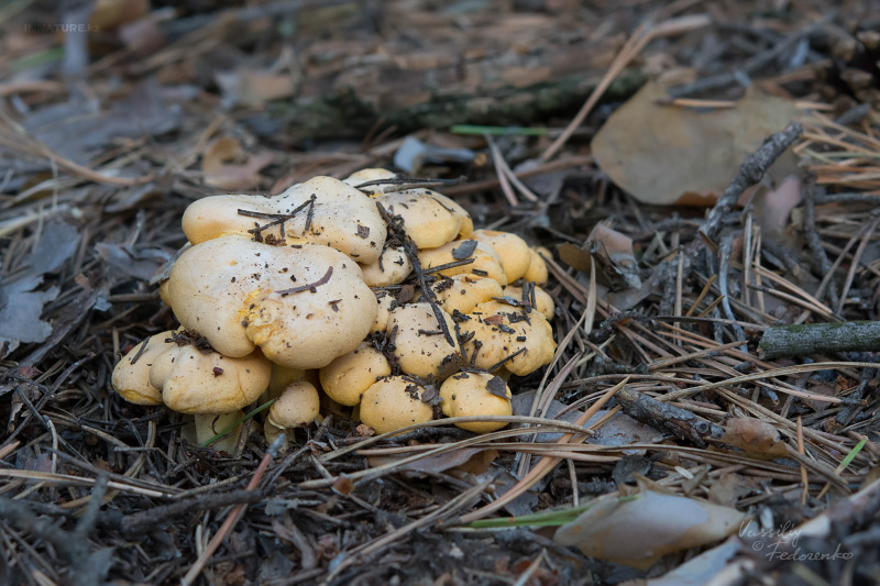 cantharellus-cibarius_02.jpg