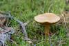 chalciporus_piperatus_01_t1.jpg