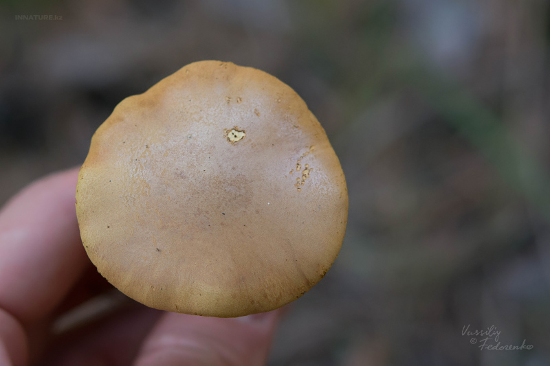 chalciporus_piperatus_02.jpg