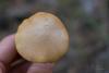 chalciporus_piperatus_02_t1.jpg