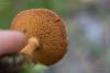 chalciporus_piperatus_03_t1.jpg