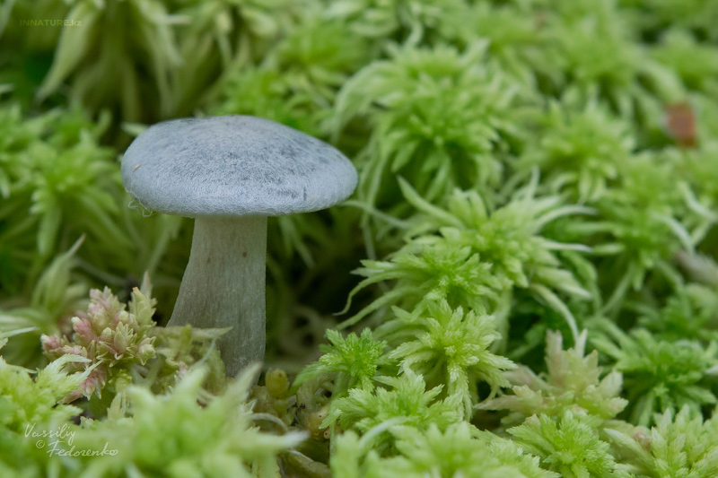 clitocybe_01.jpg