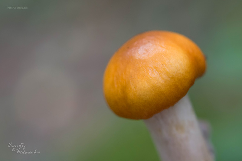 cortinarius_01.jpg