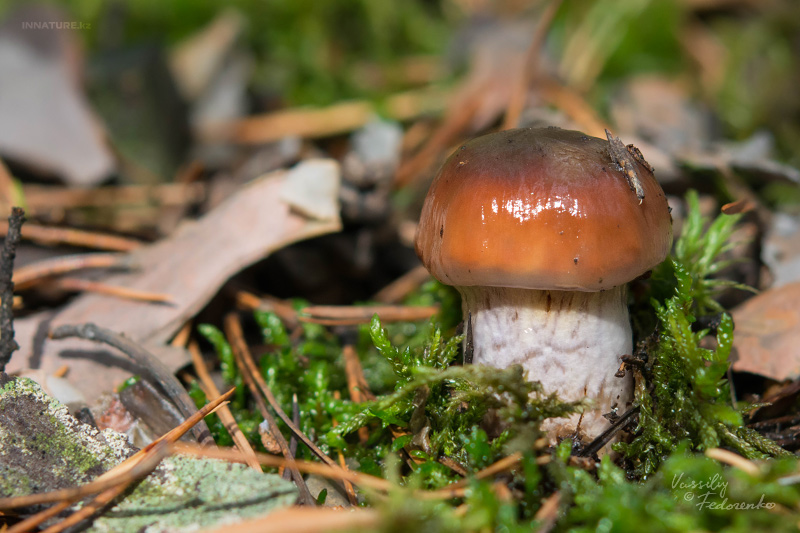 cortinarius_01_1.jpg