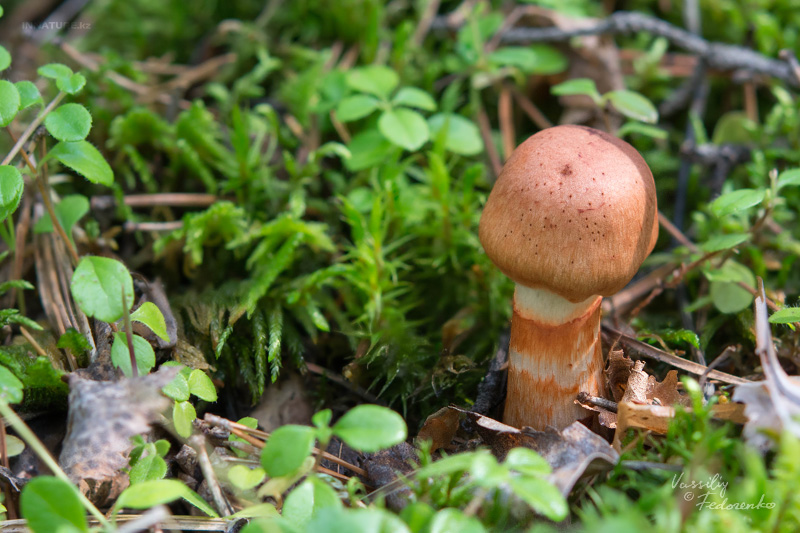 cortinarius_01_2.jpg