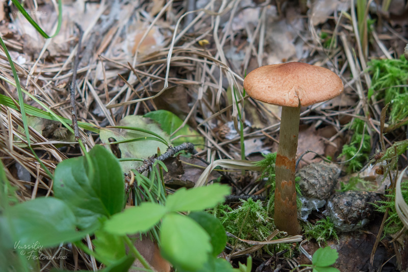 cortinarius_01_4.jpg