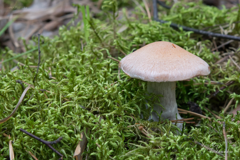 cortinarius_01_5.jpg