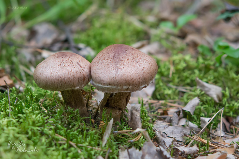 cortinarius_01_6.jpg