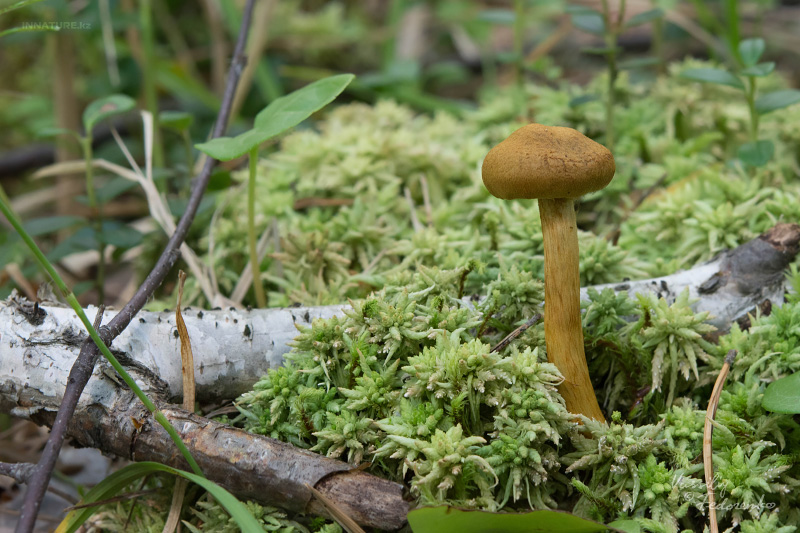 cortinarius_01_8.jpg