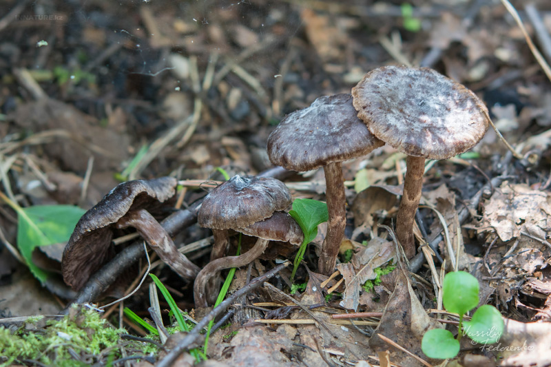 cortinarius_01_9.jpg