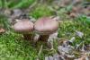 cortinarius_01_t1_6.jpg