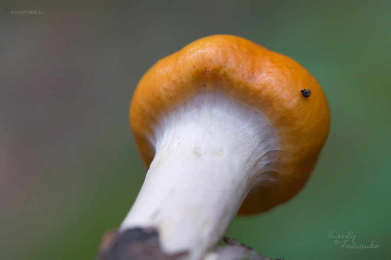 cortinarius_02.jpg