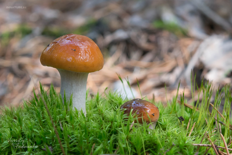 cortinarius_02_1.jpg