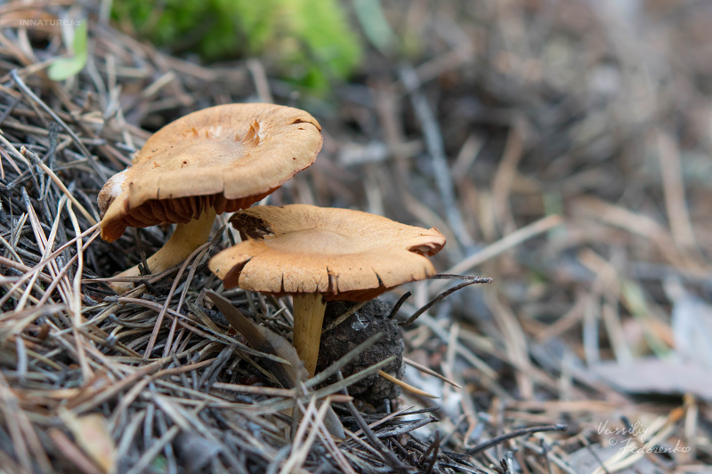 cortinarius_02_3.jpg