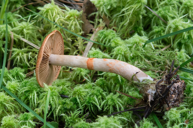 cortinarius_02_4.jpg