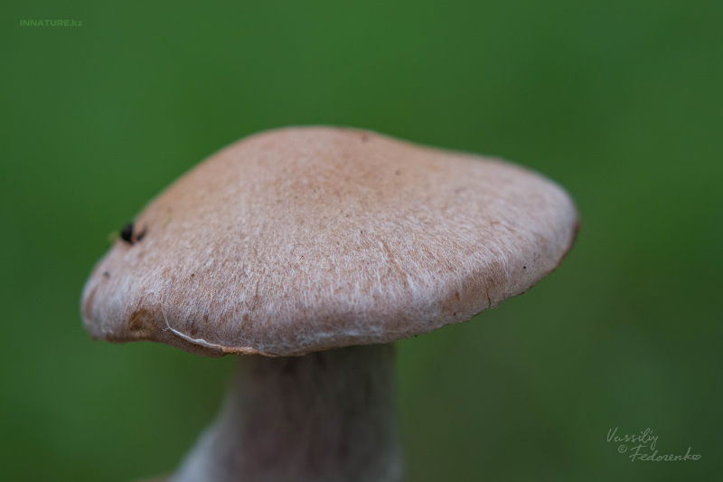 cortinarius_02_5.jpg