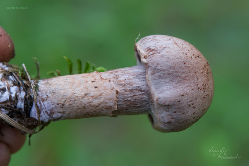 cortinarius_02_6.jpg