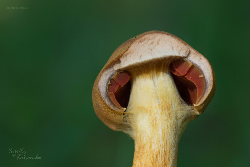 cortinarius_02_7.jpg