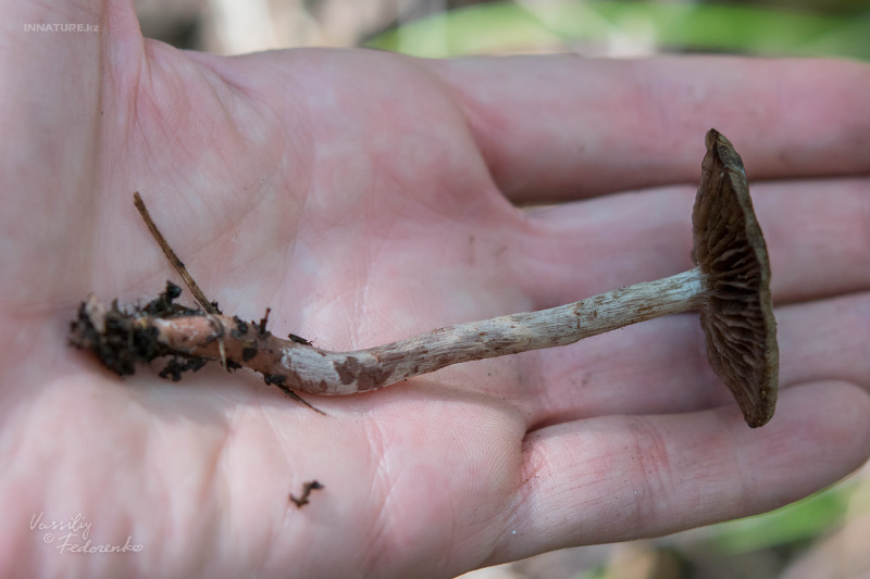 cortinarius_02_9.jpg