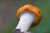 cortinarius_02_t1.jpg