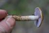 cortinarius_02_t1_10.jpg