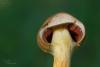 cortinarius_02_t1_7.jpg
