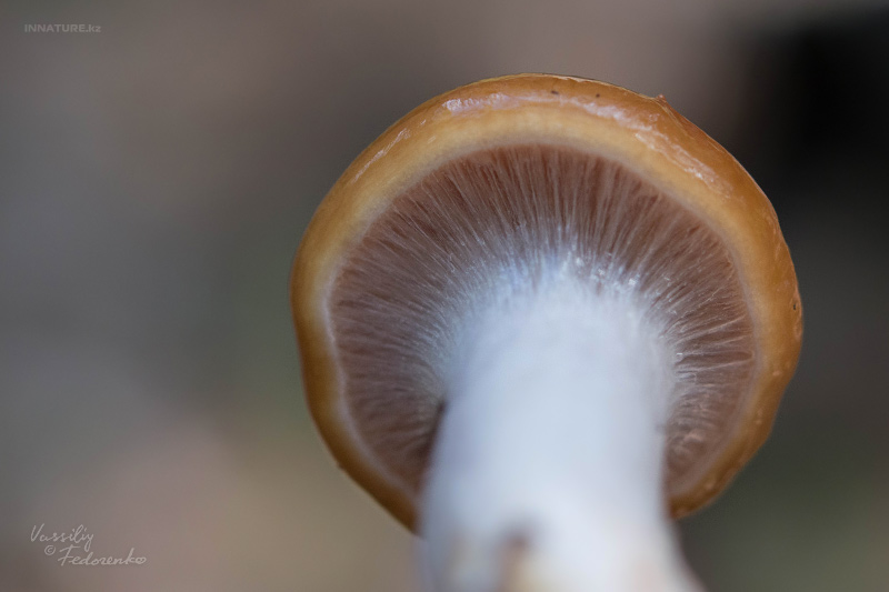 cortinarius_03.jpg