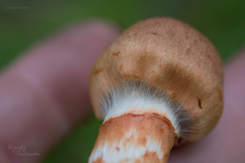 cortinarius_03_1.jpg