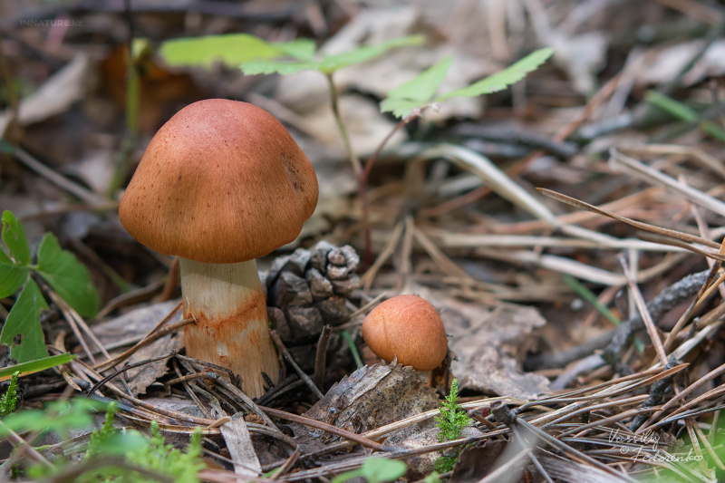 cortinarius_03_2.jpg