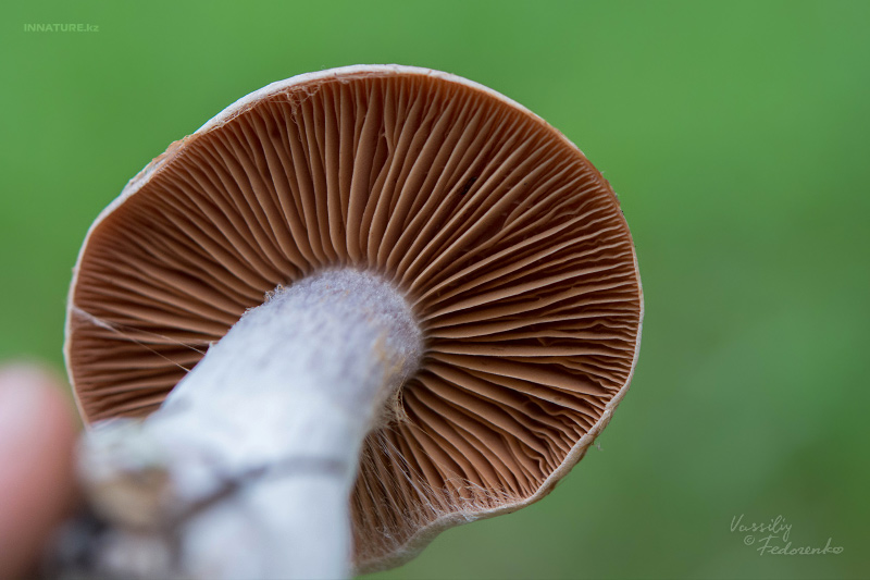 cortinarius_03_3.jpg