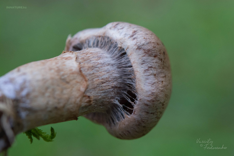 cortinarius_03_4.jpg