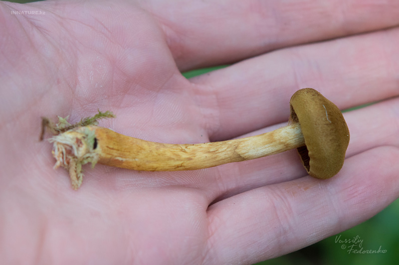 cortinarius_03_6.jpg