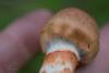 cortinarius_03_t1_1.jpg