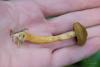cortinarius_03_t1_6.jpg
