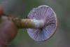 cortinarius_03_t1_8.jpg