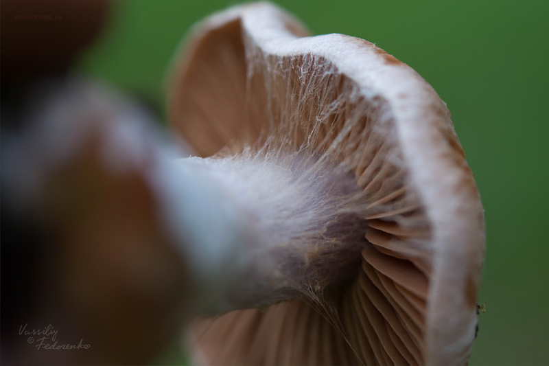 cortinarius_04_1.jpg