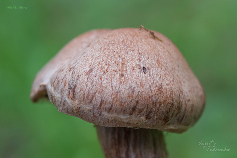 cortinarius_04_2.jpg