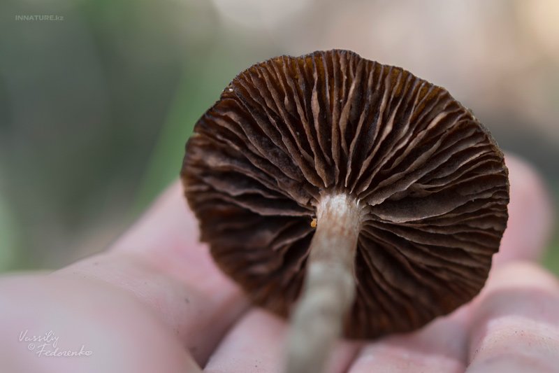 cortinarius_04_5.jpg