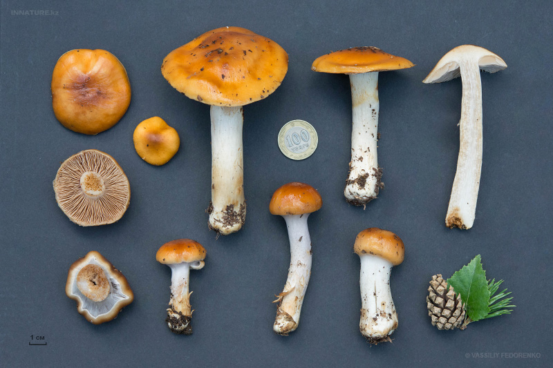 cortinarius_04_7.jpg