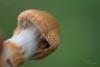 cortinarius_04_t1.jpg