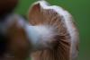 cortinarius_04_t1_1.jpg