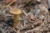 cortinarius_04_t1_3.jpg
