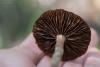 cortinarius_04_t1_5.jpg